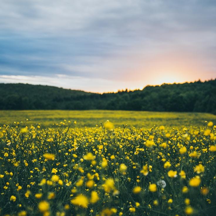 Protected areas overview